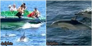 bali dolphin tour with bali driver