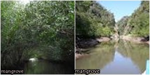 bali water sport mangrove jungle tour in tanjung benoa nusa dua 