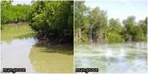 manggrove1
